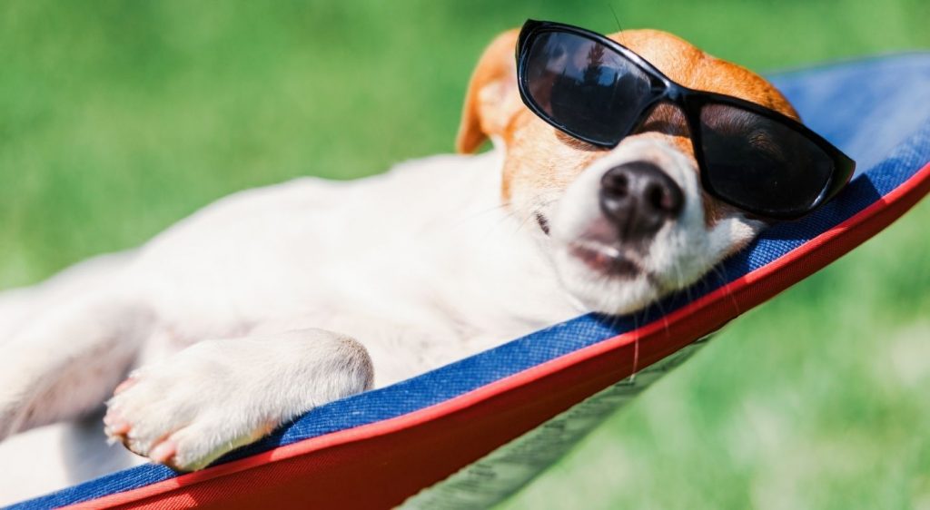 Dog in a hammock
