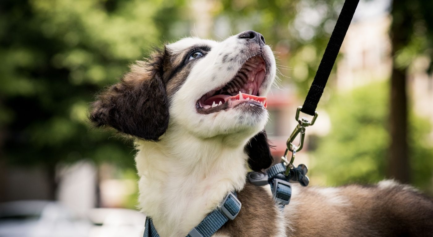 Dog on lead