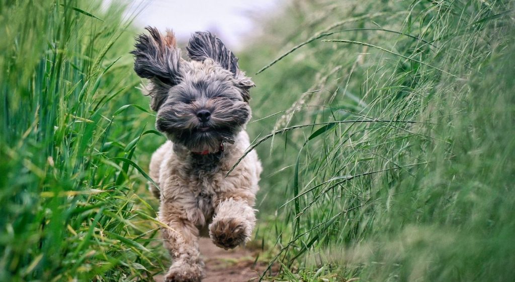 Dog running