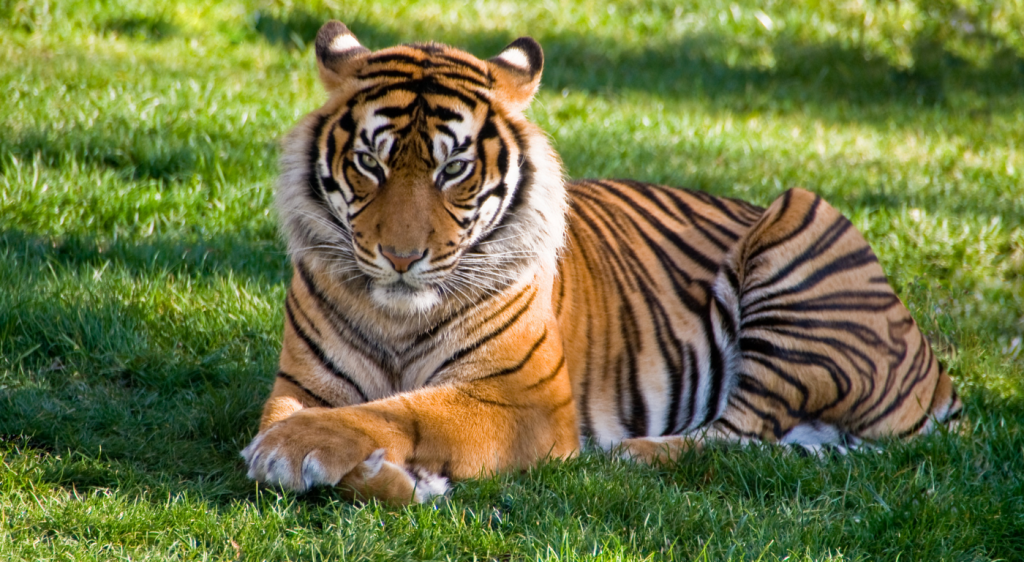 Tiger